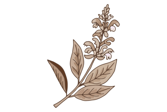 A Designer's Real-World Review of the Sage Plant Illustration