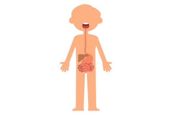 A Designer's Take on the Kid Digestive System Illustration